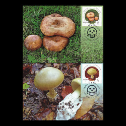 Ciuperci necomestibile, Cărți Poștale Maxime 2022 LP 2370CM