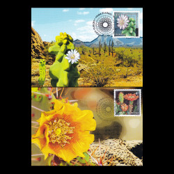Flori de cactus, cărți poștale maxime 2017 LP 2160CM
