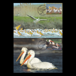 Fauna ocrotită din rezervațiile românești: pelicani, cărți poștale maxime 2015 LP 2062CM