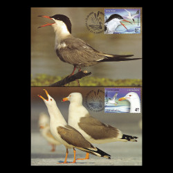 Păsări de baltă, cărți poștale maxime 2015 LP 2076CM