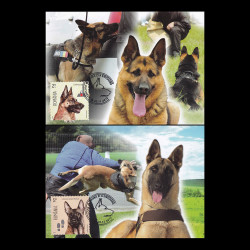 Câini inteligenți, cărți poștale maxime 2015 LP 2084CM